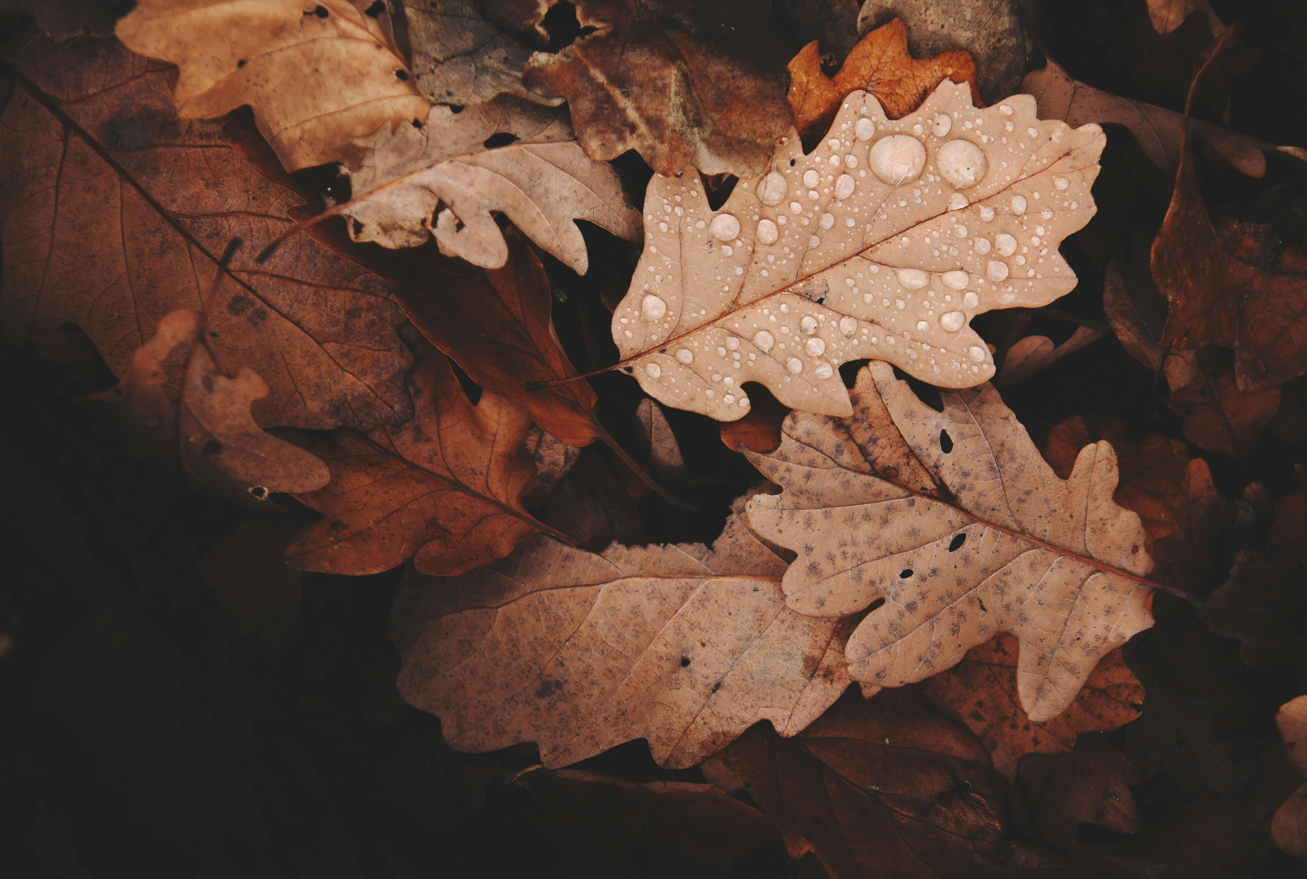 Winter Elegance